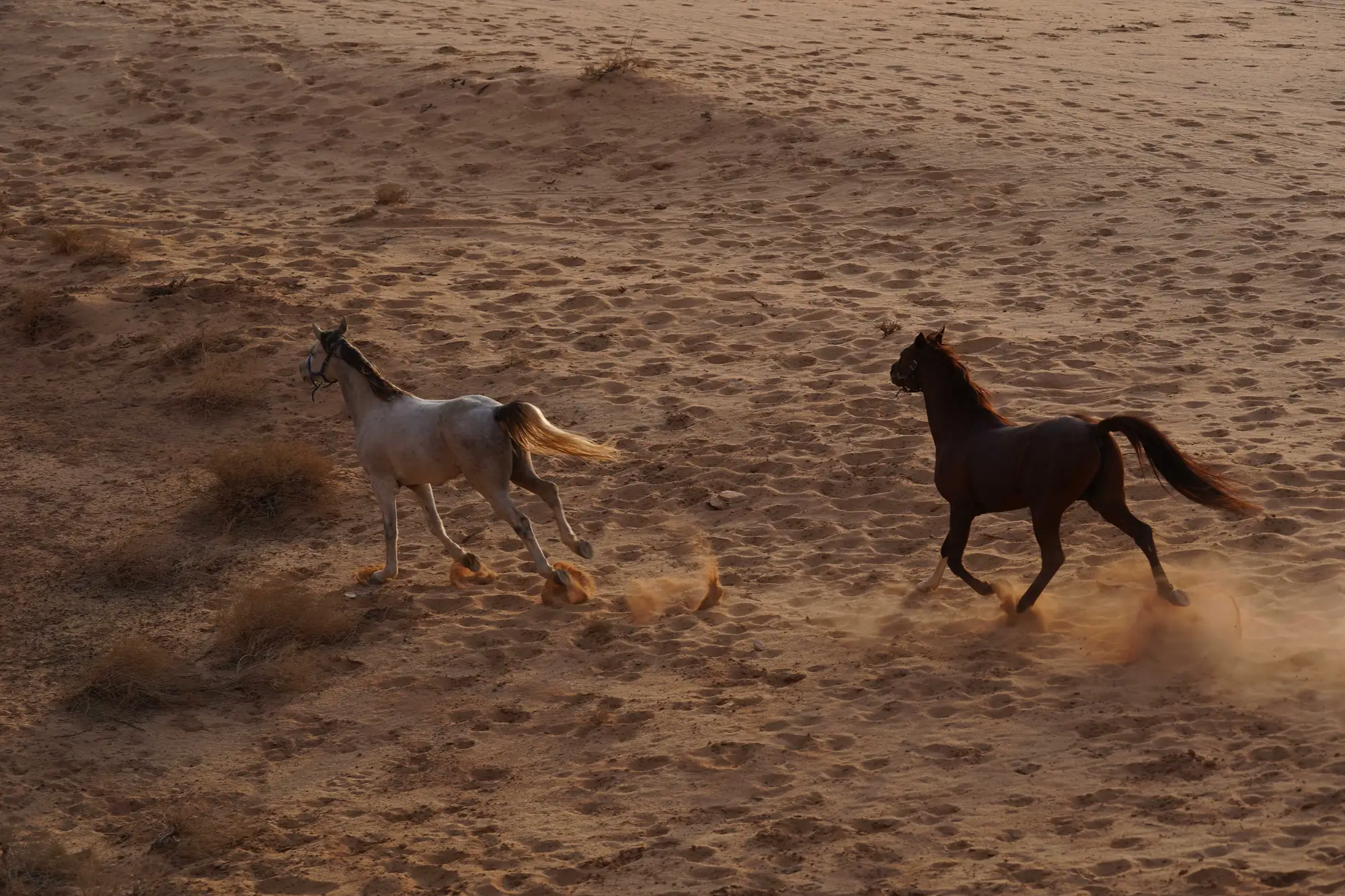 Two horses moving free across the sand at dusk